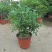 九里香，里香花苗，驱蚊盆栽有一箱花苗，非常好。
