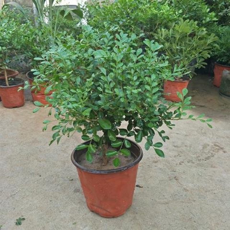 九里香，里香花苗，驱蚊盆栽有一箱花苗，非常好。