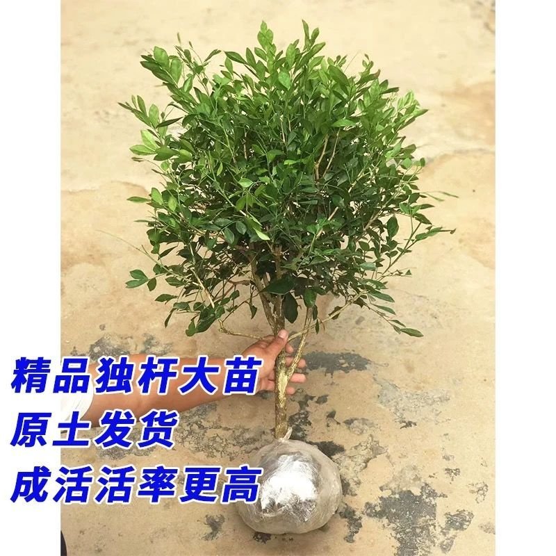 九里香，里香花苗，驱蚊盆栽有一箱花苗，非常好。