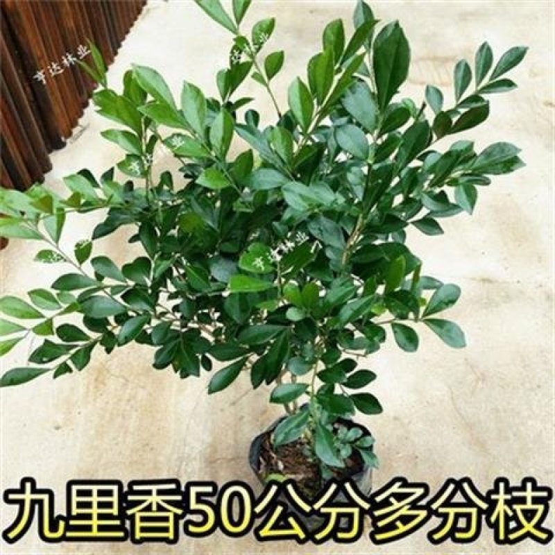 九里香，里香花苗，驱蚊盆栽有一箱花苗，非常好。