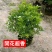 九里香，里香花苗，驱蚊盆栽有一箱花苗，非常好。
