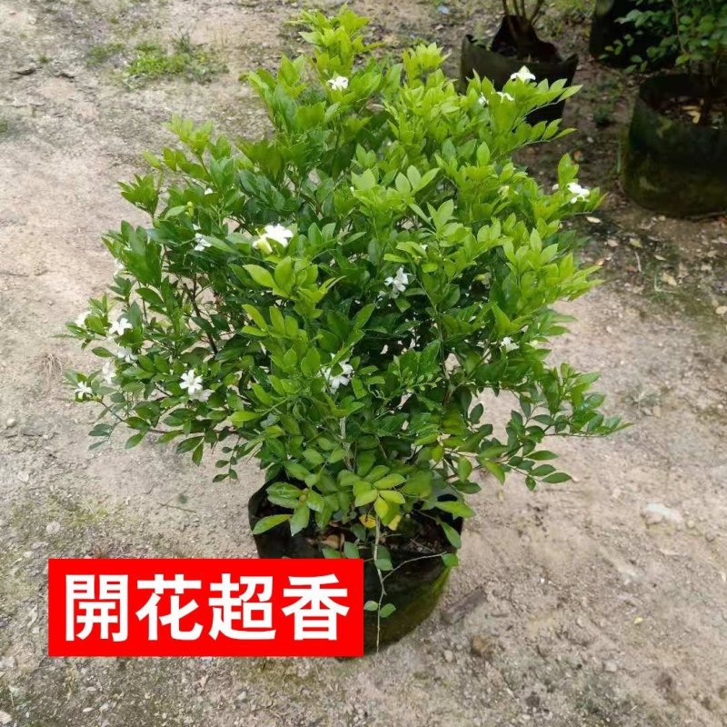 九里香，里香花苗，驱蚊盆栽有一箱花苗，非常好。