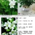 九里香，里香花苗，驱蚊盆栽有一箱花苗，非常好。