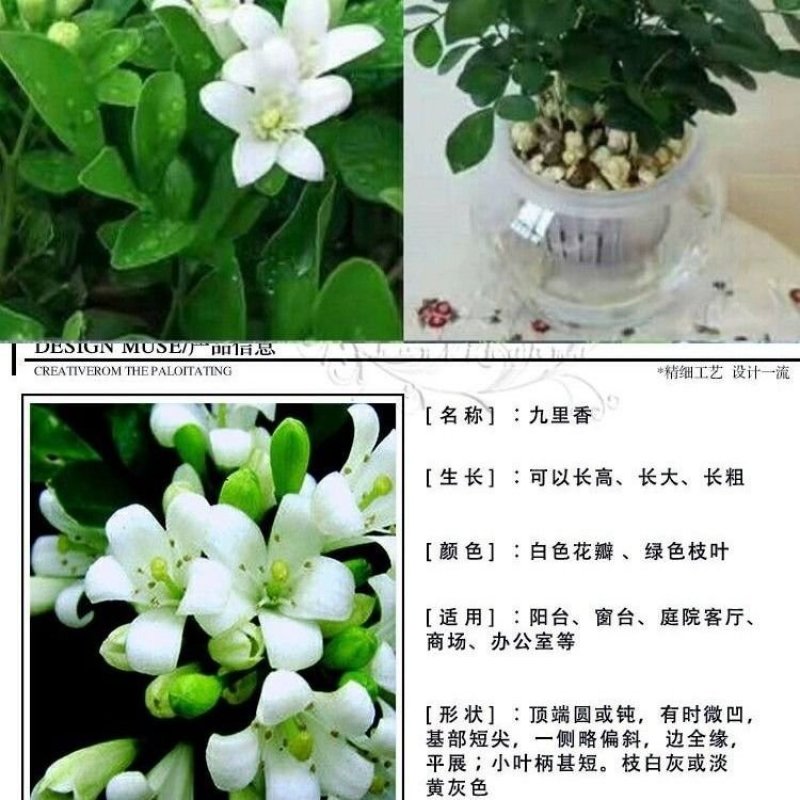 九里香，里香花苗，驱蚊盆栽有一箱花苗，非常好。