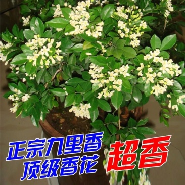 九里香，里香花苗，驱蚊盆栽有一箱花苗，非常好。