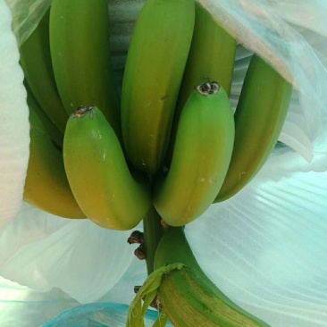 广西精品一代苗精品大量上市产地直销一手货源保质量