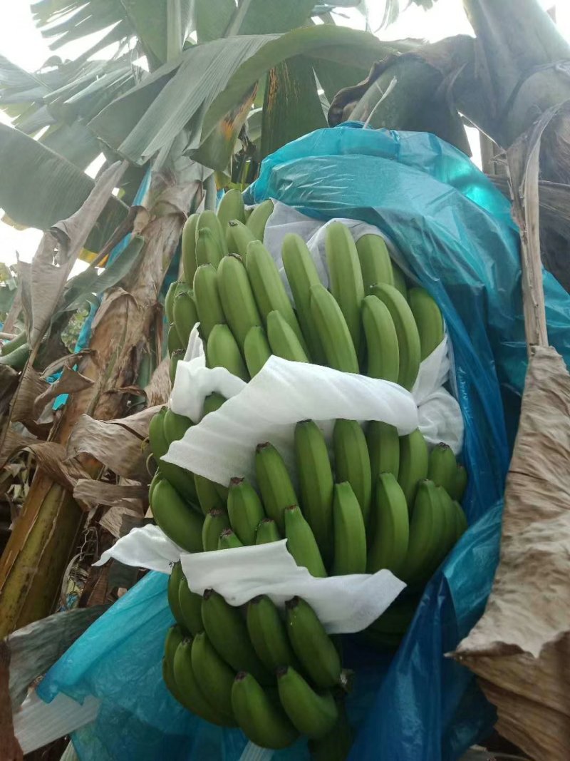 广西精品一代苗精品大量上市产地直销一手货源保质量