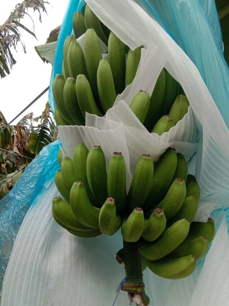 广西精品一代苗精品大量上市产地直销一手货源保质量