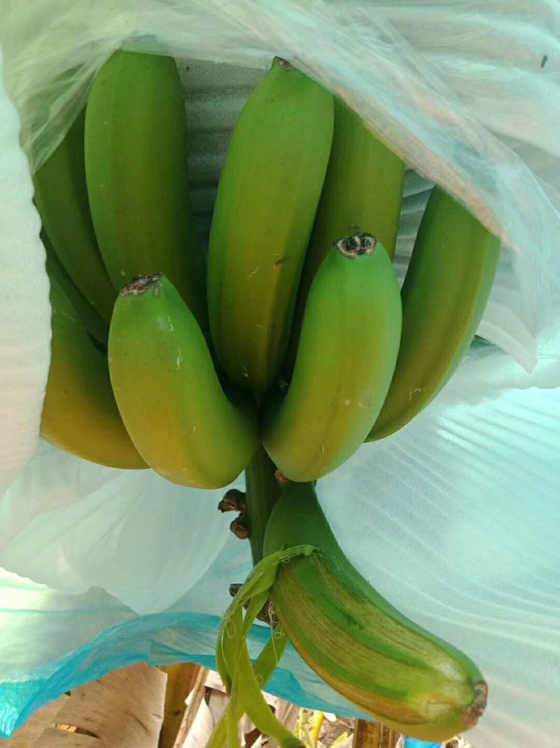 广西精品一代苗精品大量上市产地直销一手货源保质量