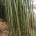紫荆樱花苗，紫荆花苗紫荆树，多叉头等北京紫荆花紫荆花苗。