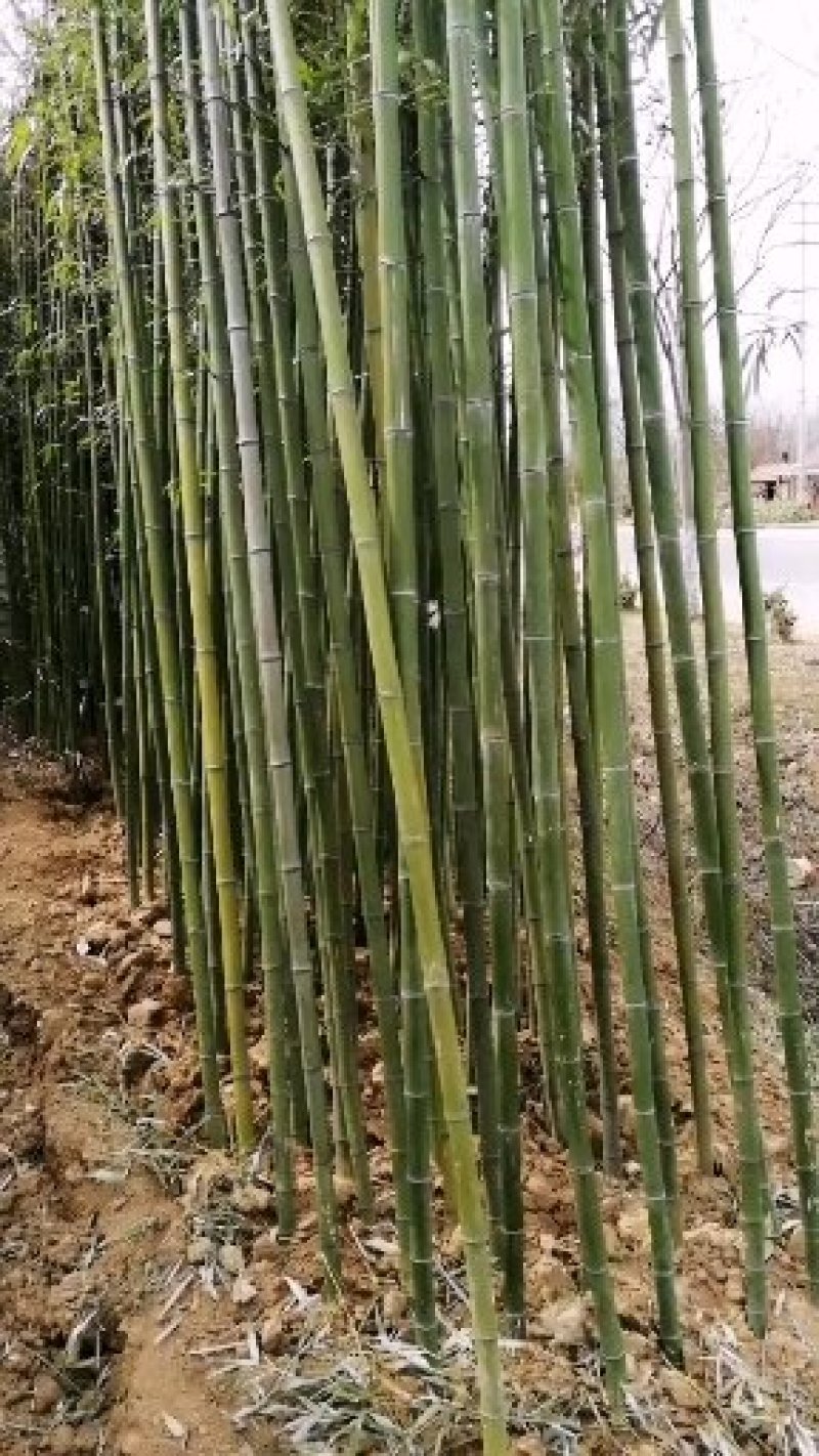 紫荆樱花苗，紫荆花苗紫荆树，多叉头等北京紫荆花紫荆花苗。