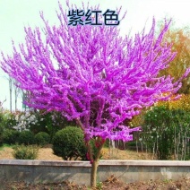紫荆樱花苗，紫荆花苗紫荆树，多叉头等北京紫荆花紫荆花苗。