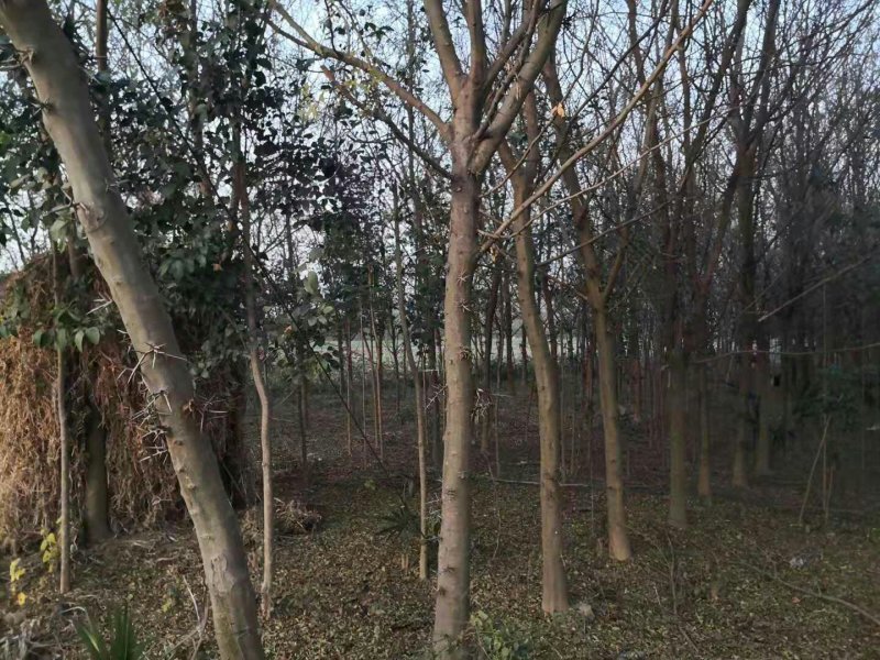 皂角树苗6.8.10公分一千棵，几百棵少量28公分
