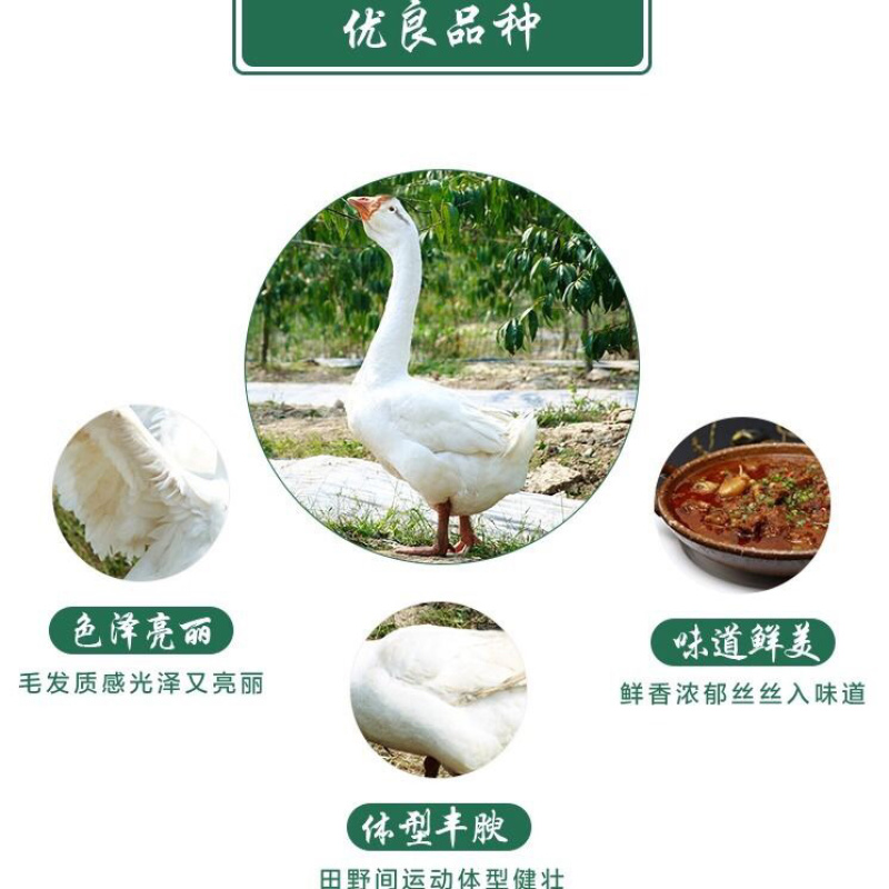 农家散养大白鹅整只鹅新鲜鹅肉炖大鹅土鹅一件代发