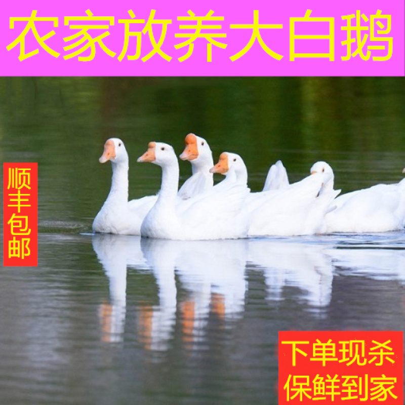 农家散养大白鹅整只鹅新鲜鹅肉炖大鹅土鹅一件代发