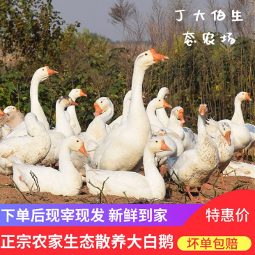 农家散养大白鹅整只鹅新鲜鹅肉炖大鹅土鹅一件代发