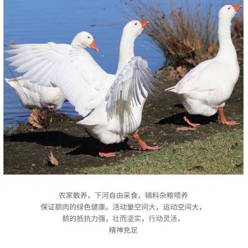 农家散养大白鹅整只鹅新鲜鹅肉炖大鹅土鹅一件代发
