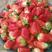 草莓，意大利草莓，甜查理草莓，口感甜，果形好