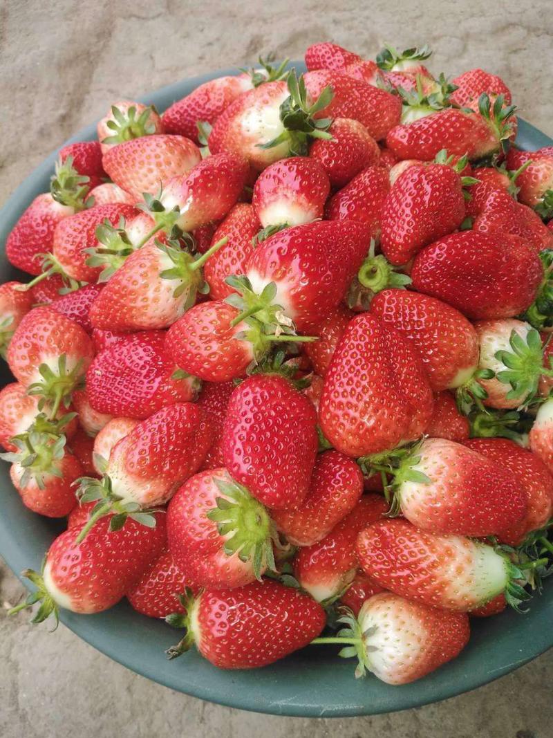 草莓，意大利草莓，甜查理草莓，口感甜，果形好
