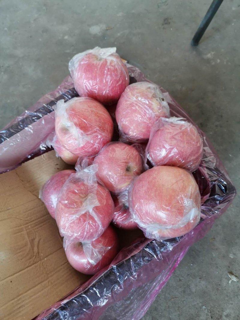 加工厂市场秦冠苹果已经大量有货