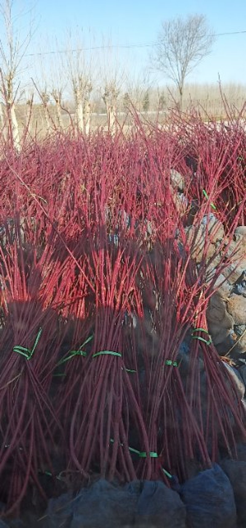 大量供应红润木1米以上