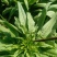 莴苣里外绿莴苣上市需要的联系