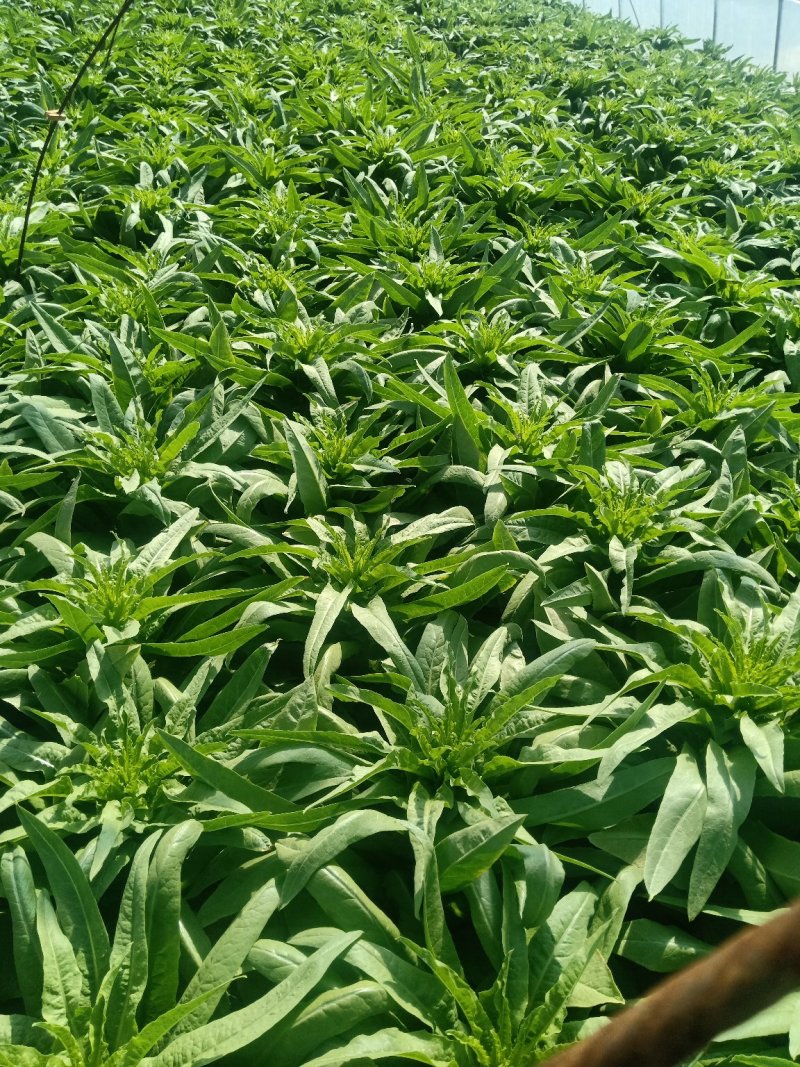 莴苣里外绿莴苣上市需要的联系