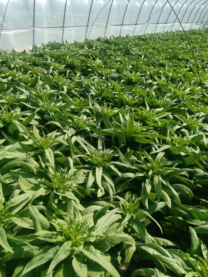 莴苣里外绿莴苣上市需要的联系