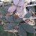 虎舌红…野生货须要：预约