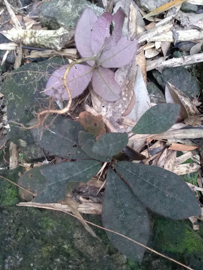 虎舌红…野生货须要：预约