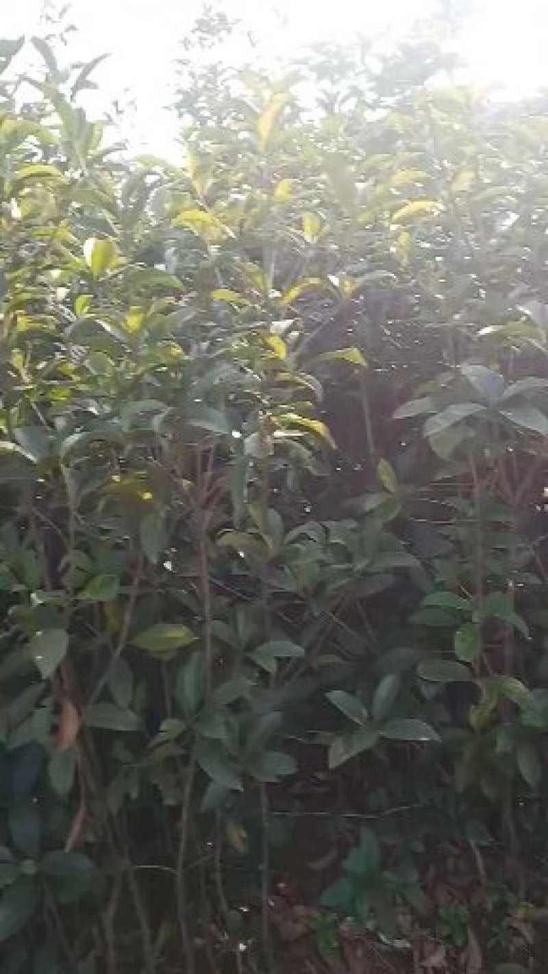 桂花树苗木一大小规格苗货源充足，价格优惠