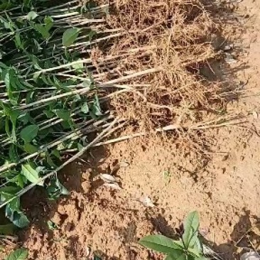 桂花树苗木一大小规格苗货源充足，价格优惠