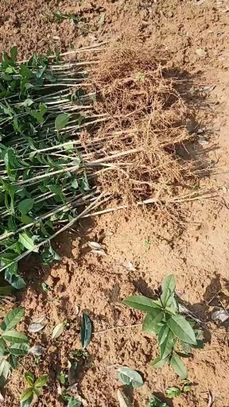桂花树苗木一大小规格苗货源充足，价格优惠