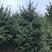 基地出售假植云杉高度2米3米4米5米6米云杉
