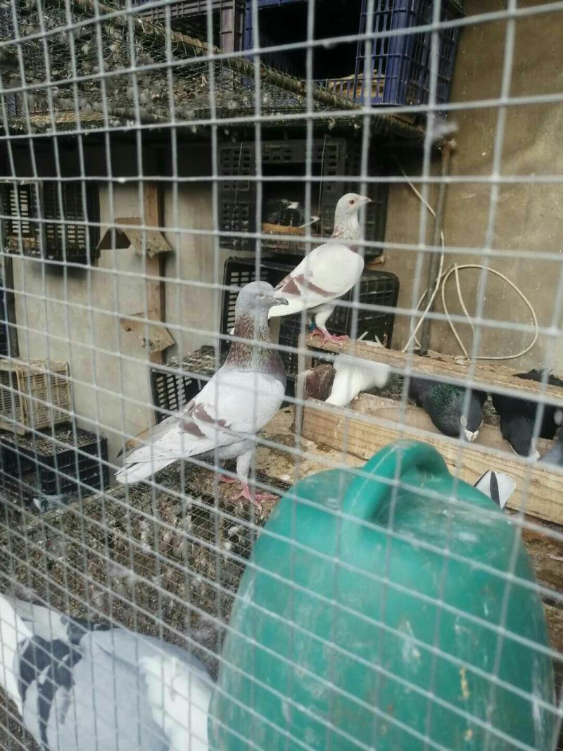 种鸽赛鸽成绩鸽子活体包邮包活包健康全国发货