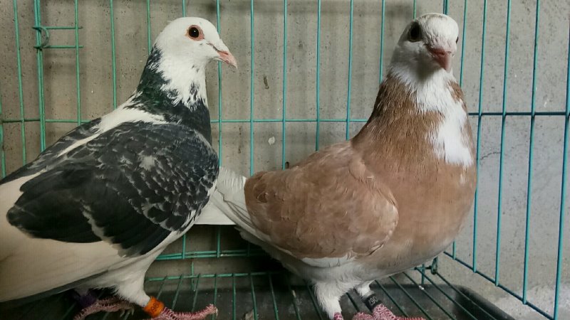 种鸽赛鸽成绩鸽子活体包邮包活包健康全国发货