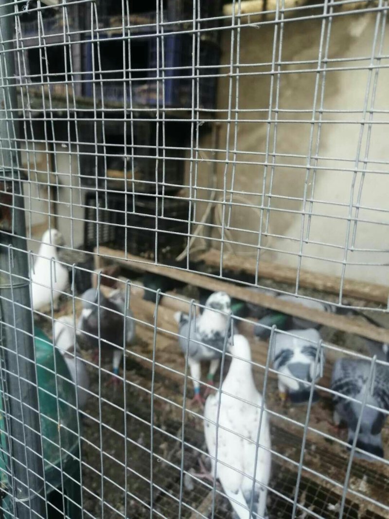 种鸽赛鸽成绩鸽子活体包邮包活包健康全国发货
