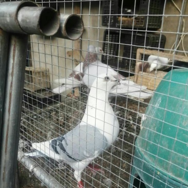 种鸽赛鸽成绩鸽子活体包邮包活包健康全国发货