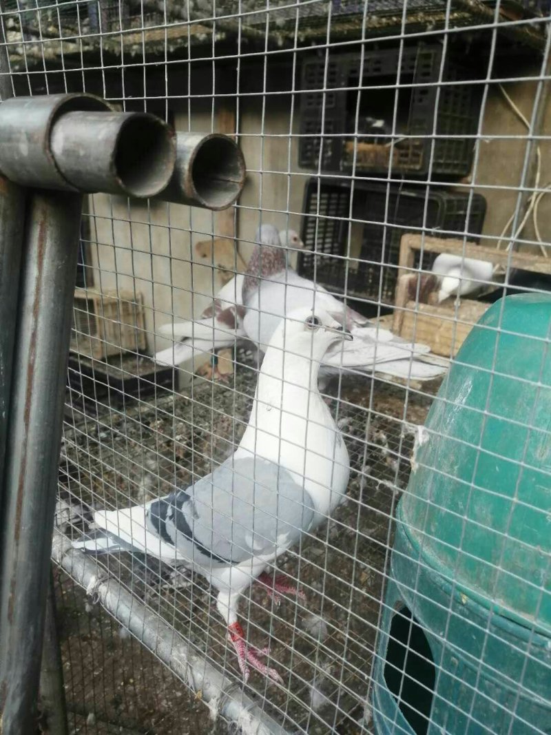 种鸽赛鸽成绩鸽子活体包邮包活包健康全国发货