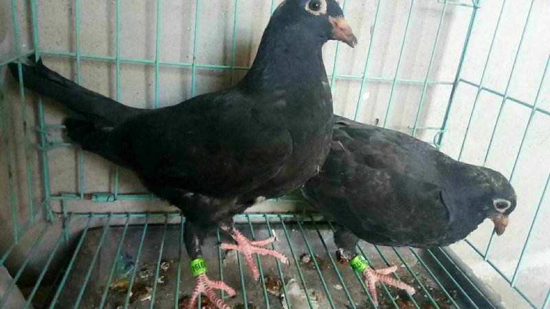 种鸽赛鸽成绩鸽子活体包邮包活包健康全国发货