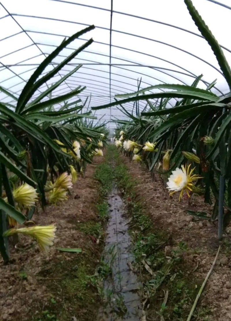 红肉火龙果苗基地直销当年结果自花受粉包邮