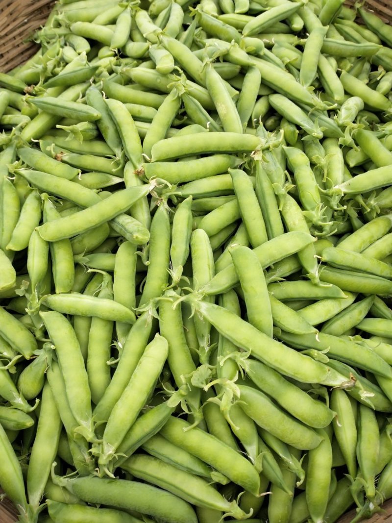豌豆角大量上市南阳种植基地直发质量保证！