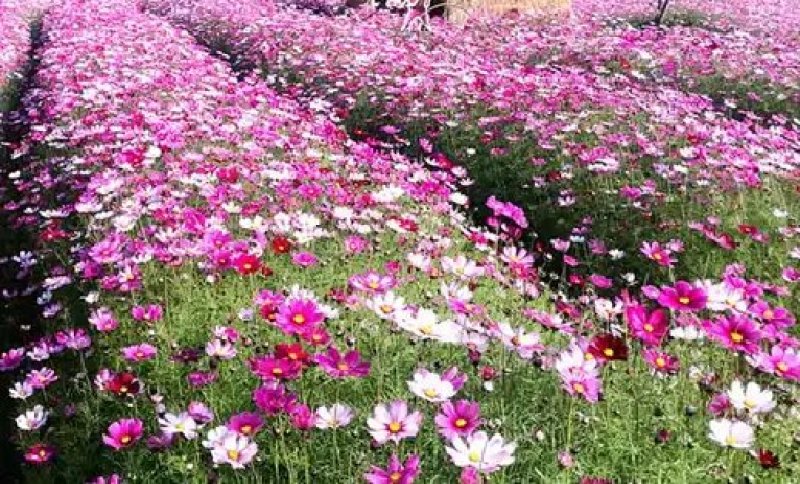 波斯菊种子新采草花种子混色矮杆格桑花景观花海种子野菊