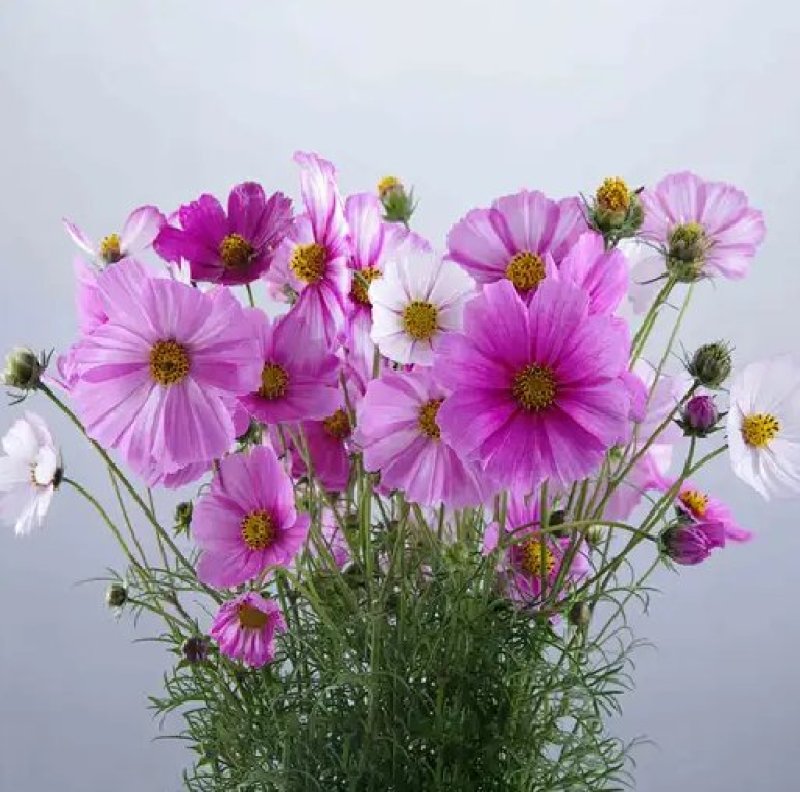 波斯菊种子新采草花种子混色矮杆格桑花景观花海种子野菊