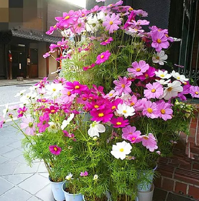 波斯菊种子新采草花种子混色矮杆格桑花景观花海种子野菊