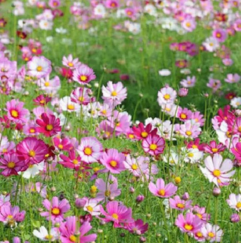 波斯菊种子新采草花种子混色矮杆格桑花景观花海种子野菊