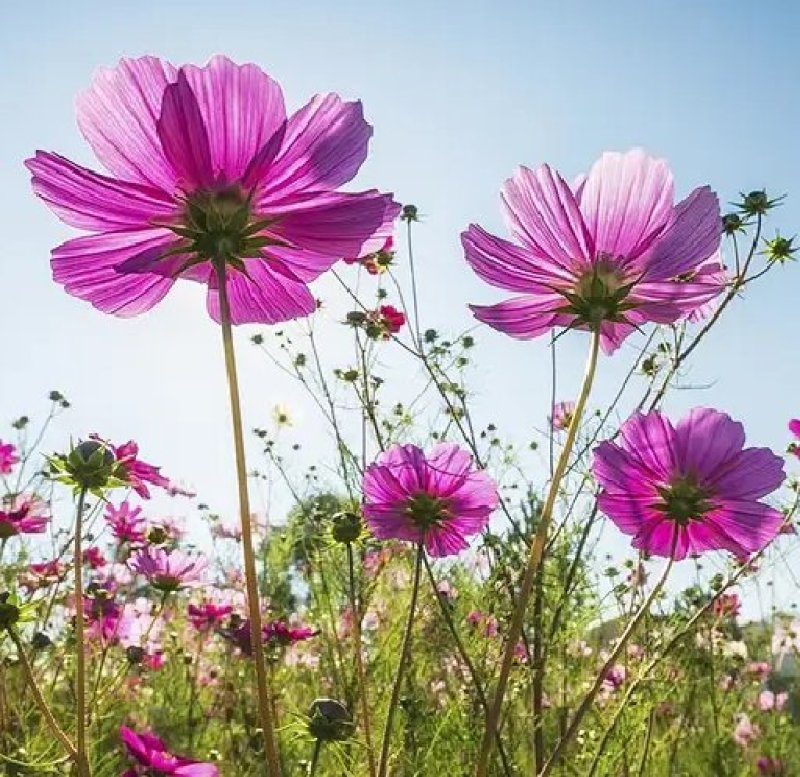 波斯菊种子新采草花种子混色矮杆格桑花景观花海种子野菊