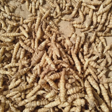 螺丝菜
