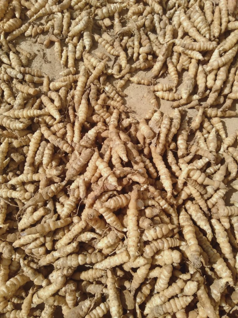 螺丝菜
