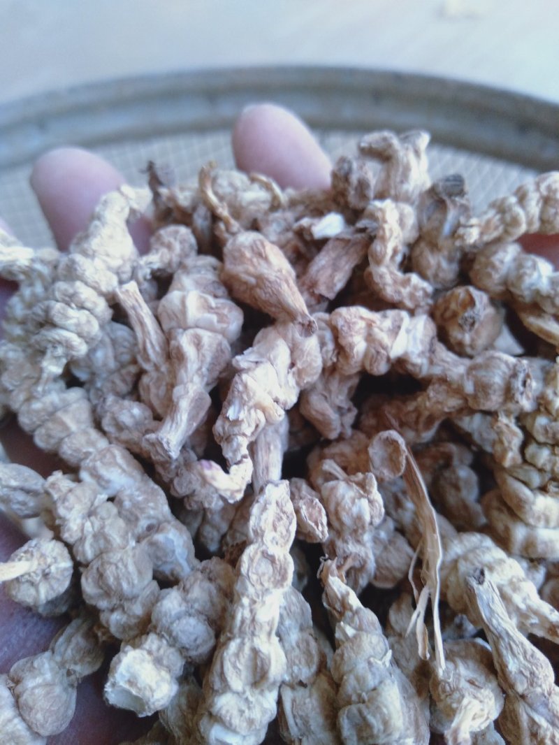 螺丝菜